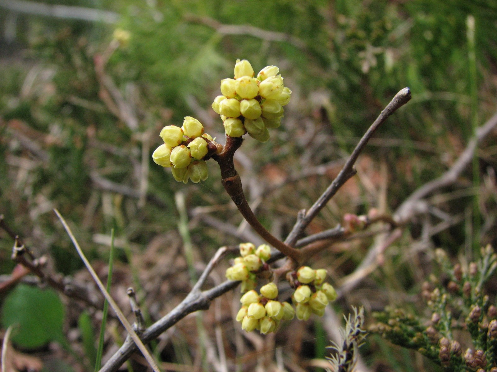 20080525115316 Fragrant Sumac (Rhus aromatica)- Misery Bay.JPG